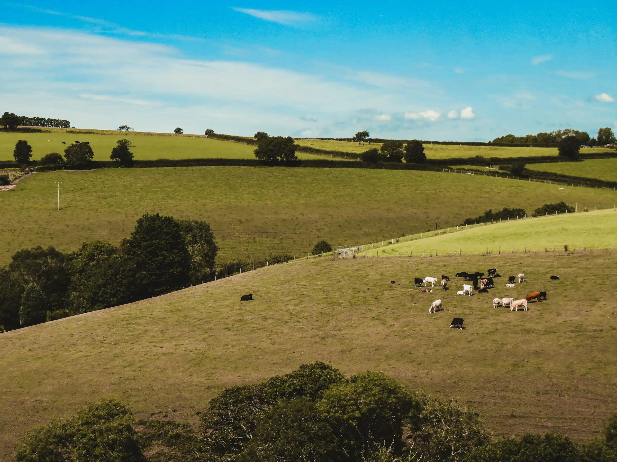 Cattle grazing on a green Cornish hillside