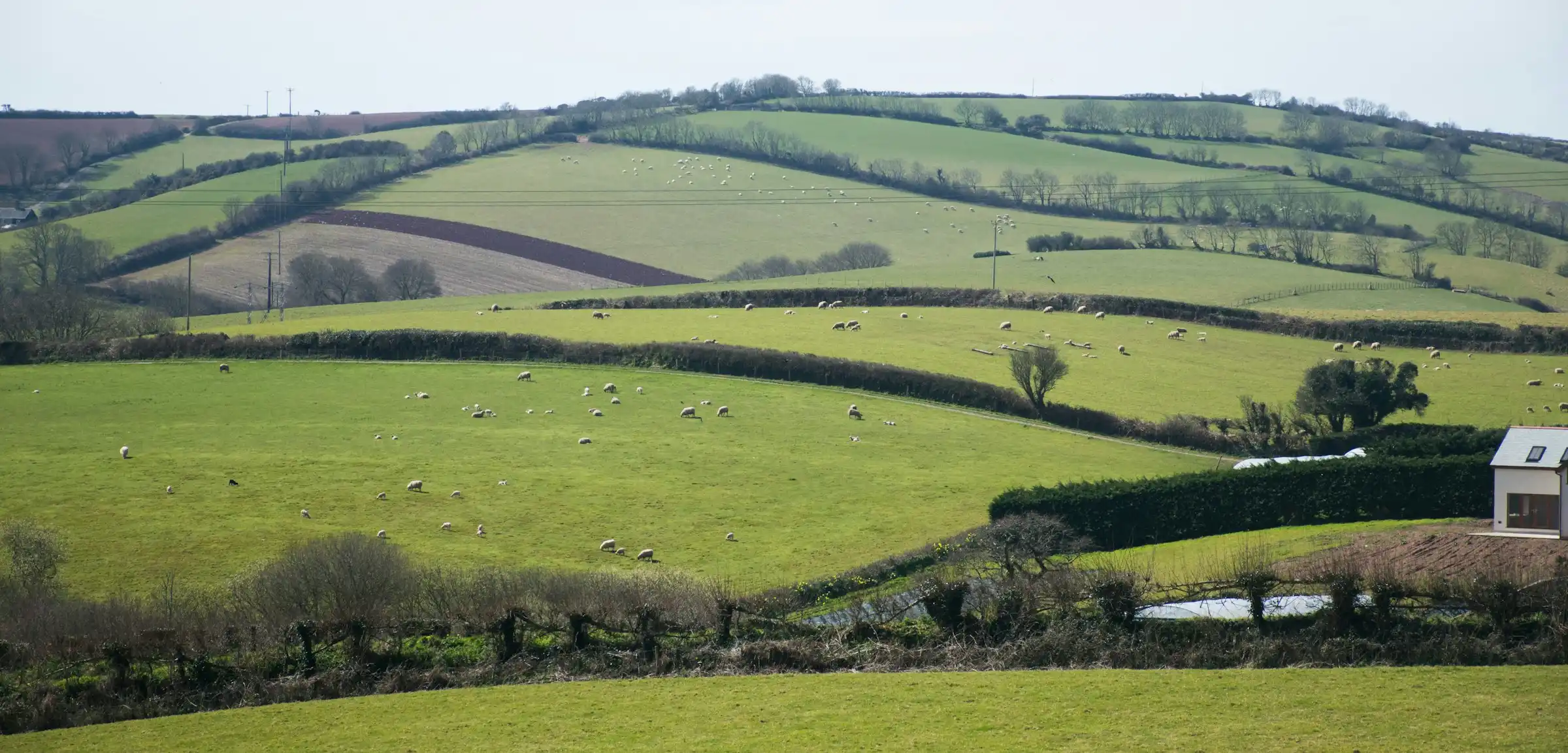 Rolling green Devon fields and hedgerows with sheep grazing