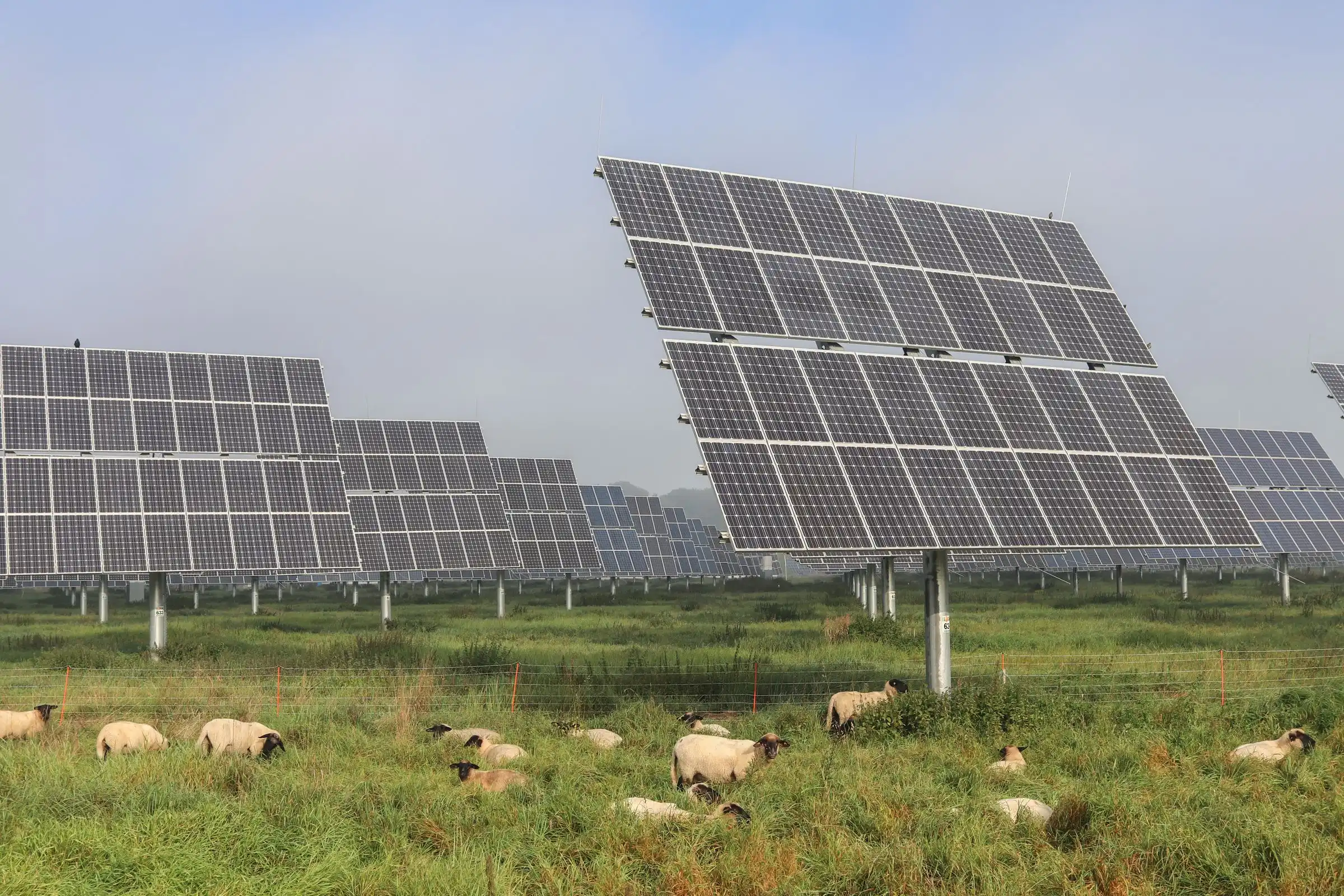 Sheep grazing between rows of solar panels on farmland