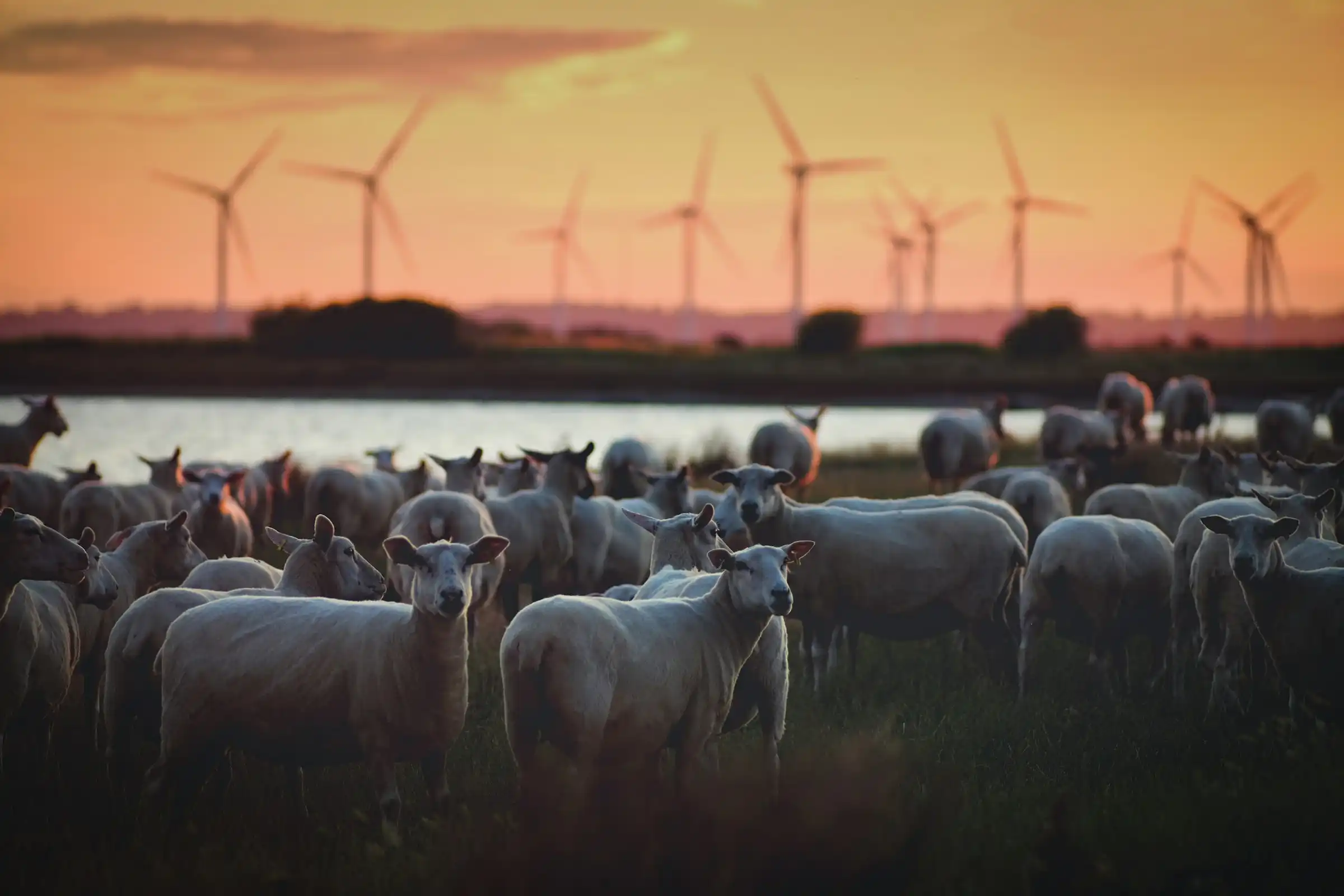 Sheep in a field with wind turbines behind at sunset